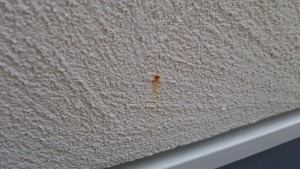 ベルアートセラのサビ